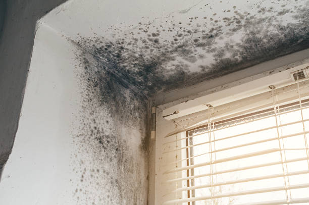 Affordable Mold Remediation solutions in Richmond, KY