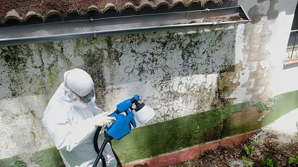 Trusted Crawl Space Mold Removal service in Richmond, KY - Cheap Mold Removal